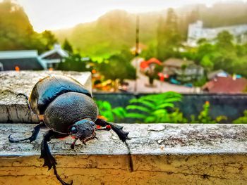 Close-up of insect on retaining wall against buildings