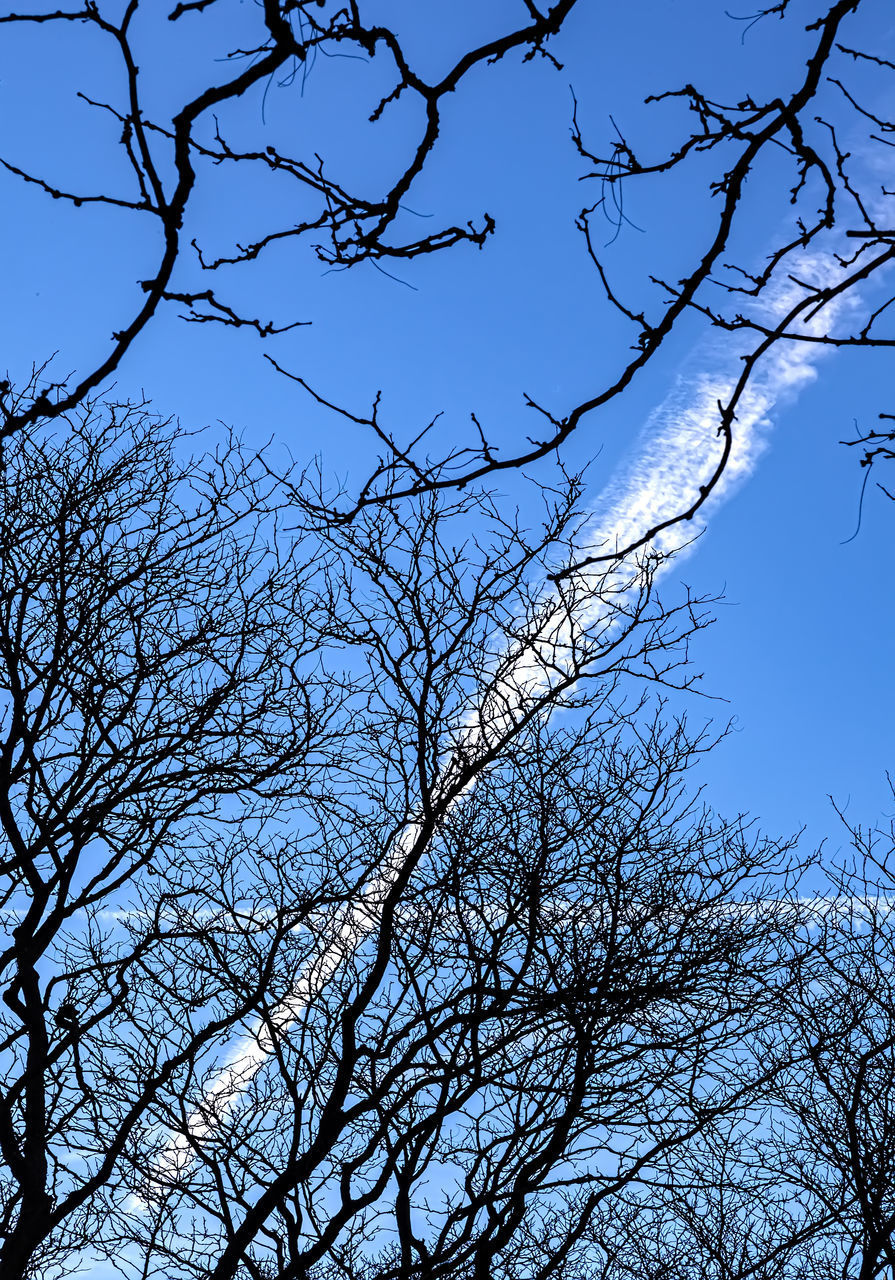 LOW ANGLE VIEW OF SILHOUETTE BARE TREE AGAINST SKY