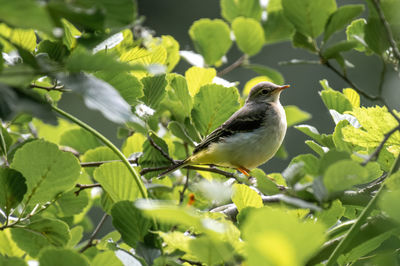 Bird perching on a plant