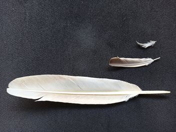 High angle view of feather against black background