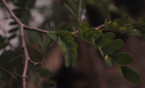 Close-up of fresh green leaves