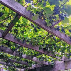 High angle view of flowering plants by wood