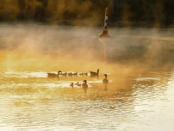 Group of birds flying over sea against sky