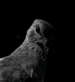 Close-up of owl perching on black background