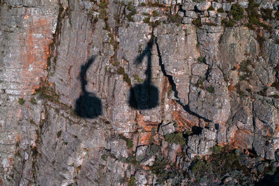 Full frame shot of tree trunk