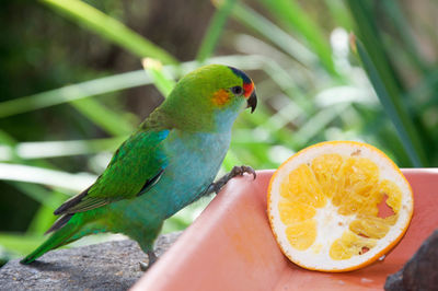 Close-up of parrot perching on feeder