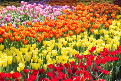 Close-up of multi colored tulips farm