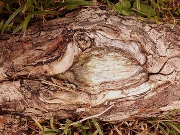 Close-up of tree trunk