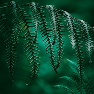 The fern in the mountain