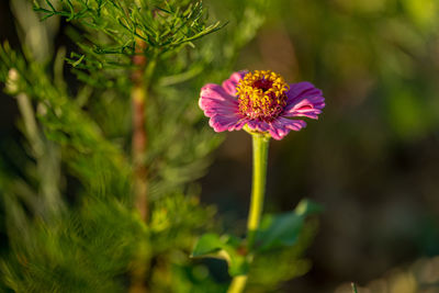 Close-up of pink flowering plant