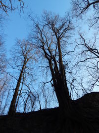 Low angle view of silhouette bare trees against sky