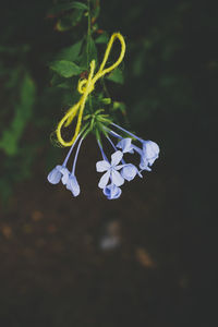 Close-up of purple flowering plant