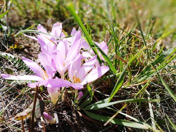 High angle view of crocus blooming on field