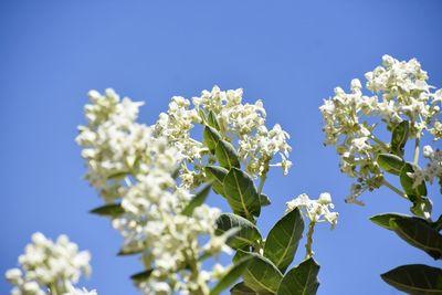 Low angle view of white flowering plants against blue sky