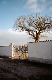 Bare tree on field against sky