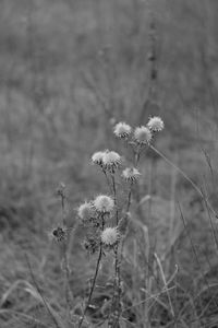 Close-up of flowers growing in field