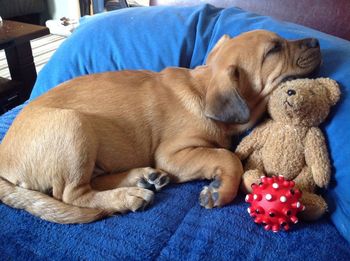 Close-up of dog relaxing at home