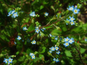 Close-up of flowering plant against blue sky