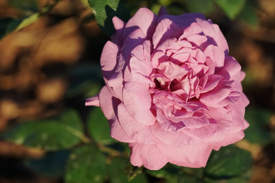 Close-up of pink rose