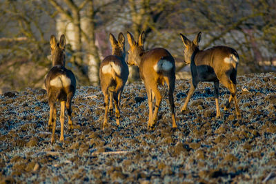 Deer standing on field