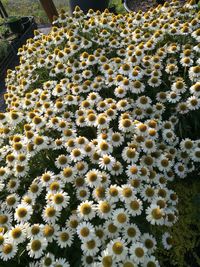 High angle view of flowering plants on field