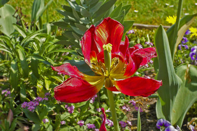 Close-up of pink flowers