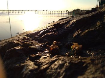 Close-up of turtle in water against sky at sunset