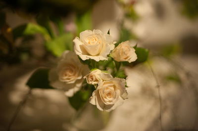 Close-up of rose blooming outdoors