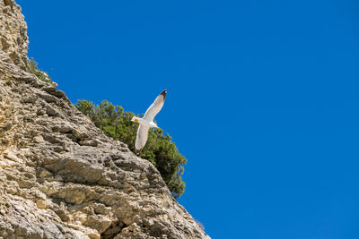 Low angle view of bird on cliff against clear blue sky