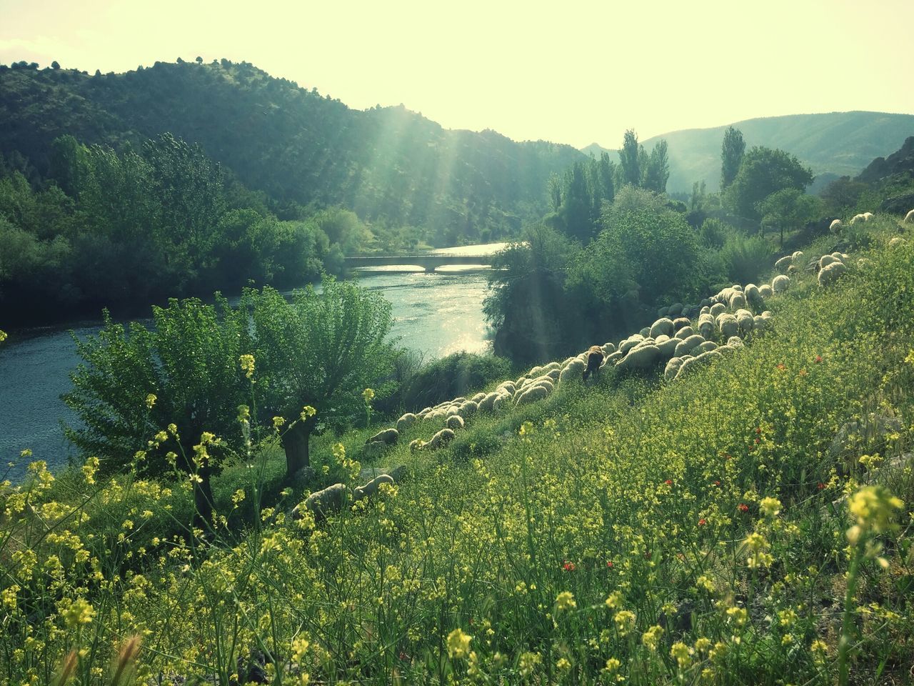 tranquil scene, tranquility, beauty in nature, mountain, scenics, growth, water, nature, plant, flower, landscape, green color, mountain range, idyllic, tree, lake, non-urban scene, sky, grass, river