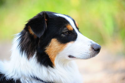 Close-up of dog looking away