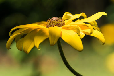 Close-up of yellow flower