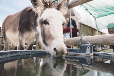 Close-up of donkey drinking water