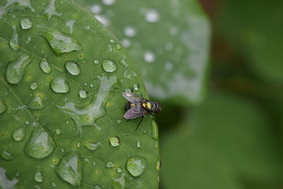 Close-up of water drops on leaf