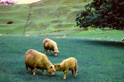 Sheep in a field