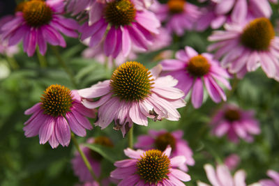 Close-up of purple flowering plants