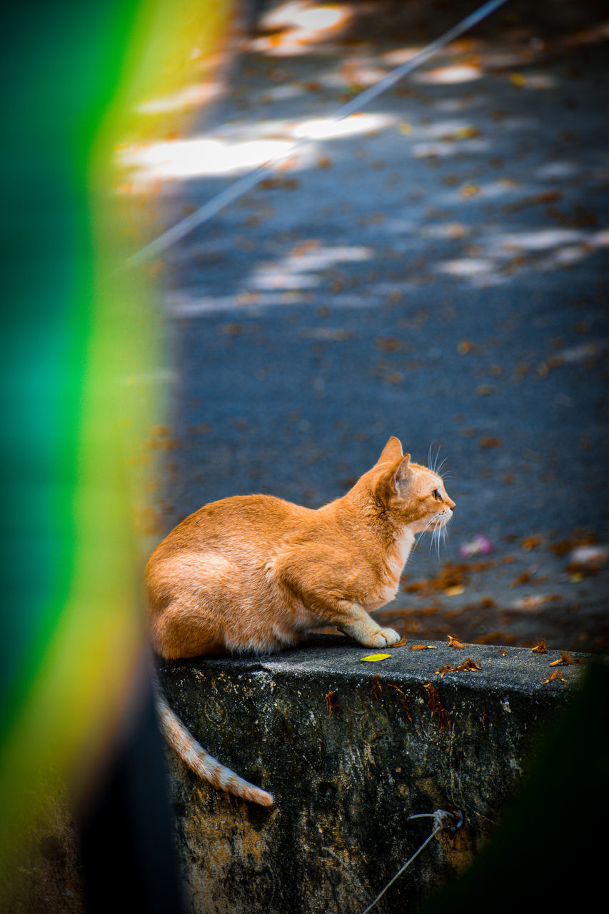 SIDE VIEW OF A CAT SITTING ON THE GROUND