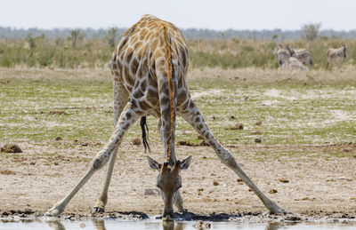 Giraffe drinking water on field