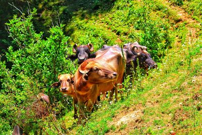 Cows in a field