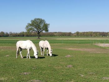 View of horse in field against sky