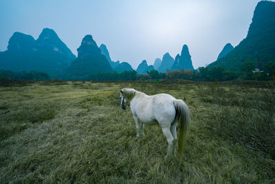 Horse standing on field