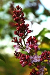 Close-up of red flowering plant