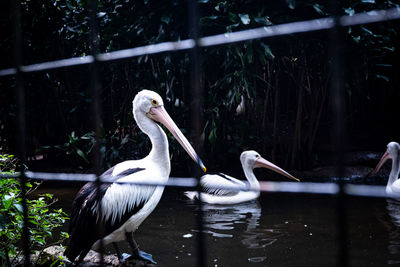 Close-up of pelican