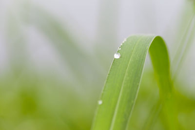 Close-up of raindrops on leaf