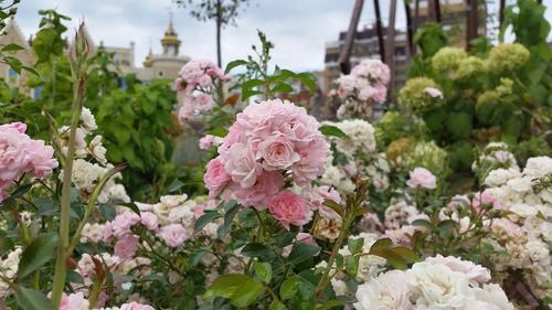 Close-up of pink flowers in park