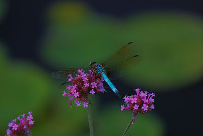 Close-up of butterfly pollinating flower
