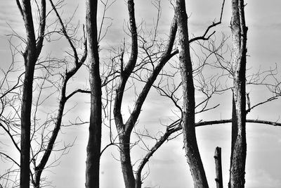 Bare trees against sky during winter