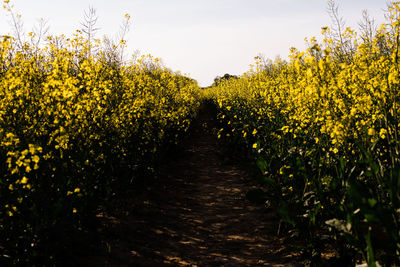 Scenic view of yellow flowering plants on field against sky