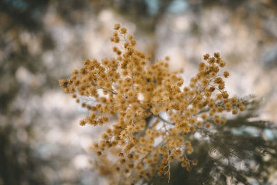 Close-up of flowering plant against blurred background