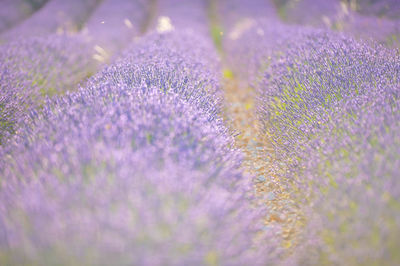 Close-up of plants